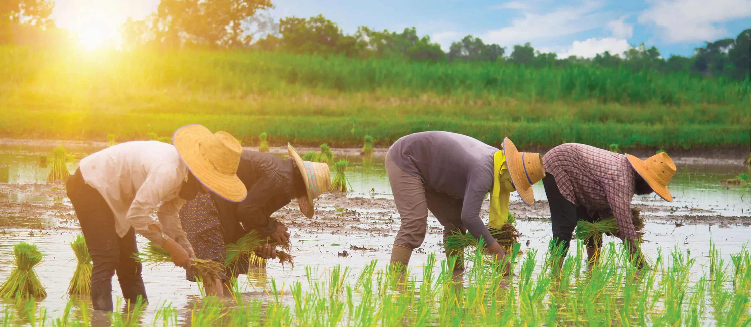 missing alt for featured image